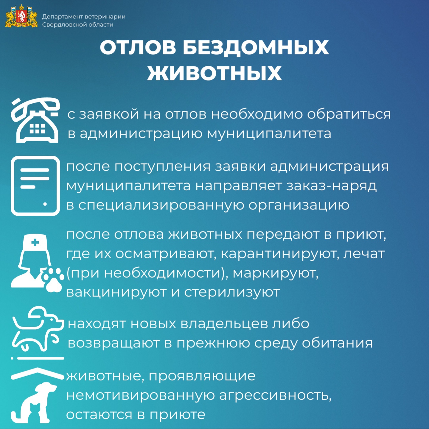 Стаи бездомных собак: куда обращаться и что делать?